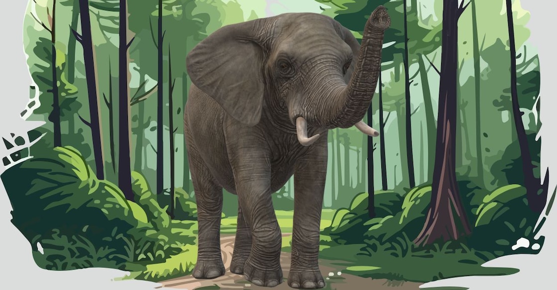 elephant-attack-rep