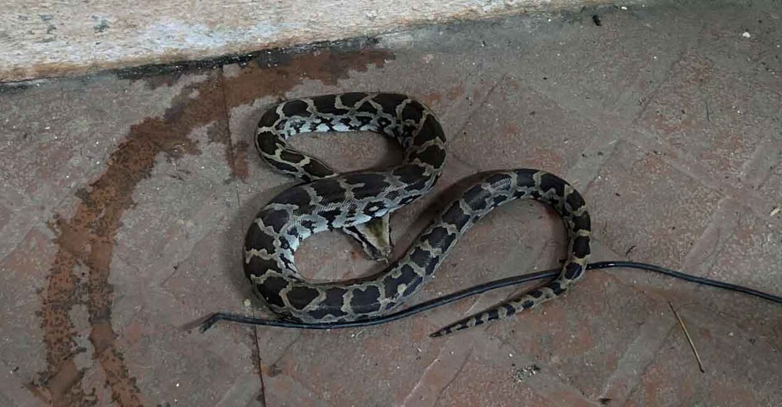 Python rescued from a house in Poonkunnam, Thrissur. Photo: Special arrangement