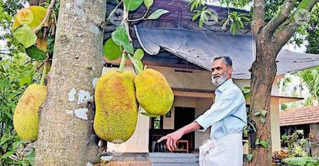 Joy Kaniyamparambil beside the jackfruit tree from which a wild elephant plucked fruits the other night. Photo: Special arrangement