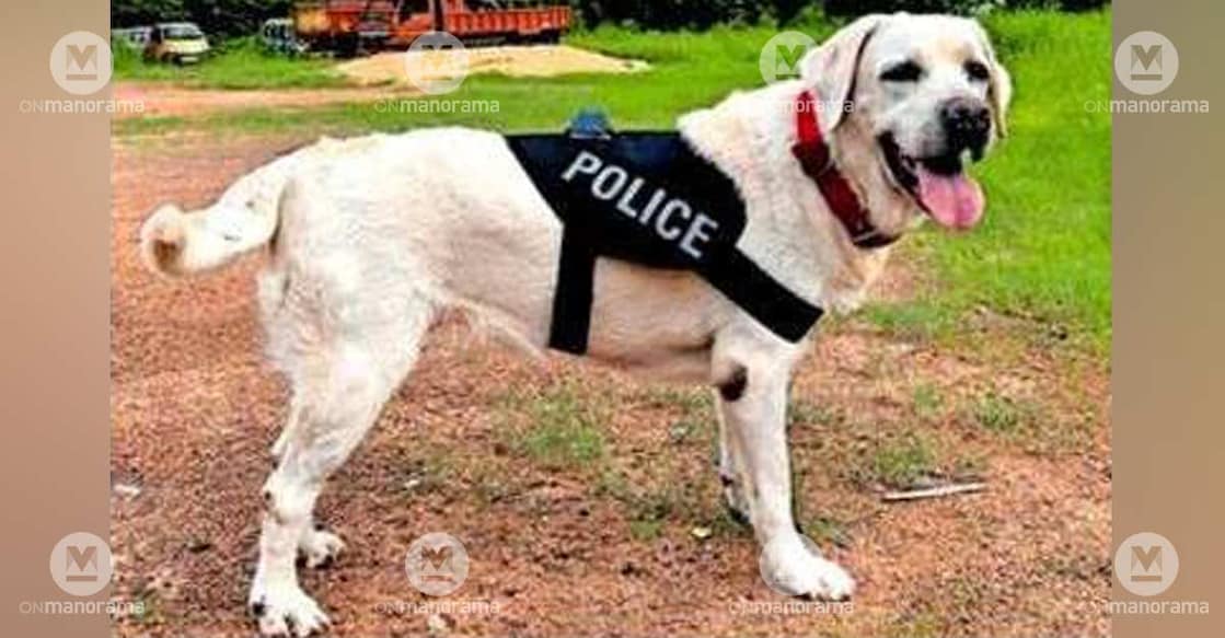 Police dog Misty, a member of the K9 Dog Squad. Photo: Special arrangement