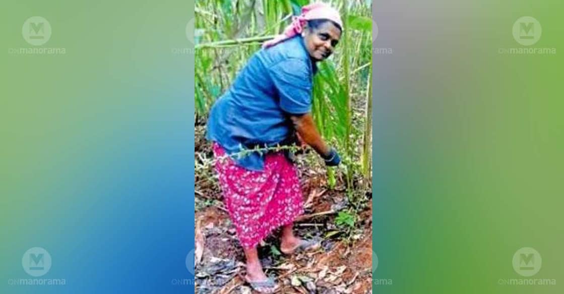 Plantation worker Vallimani. Photo: Special arrangement 
