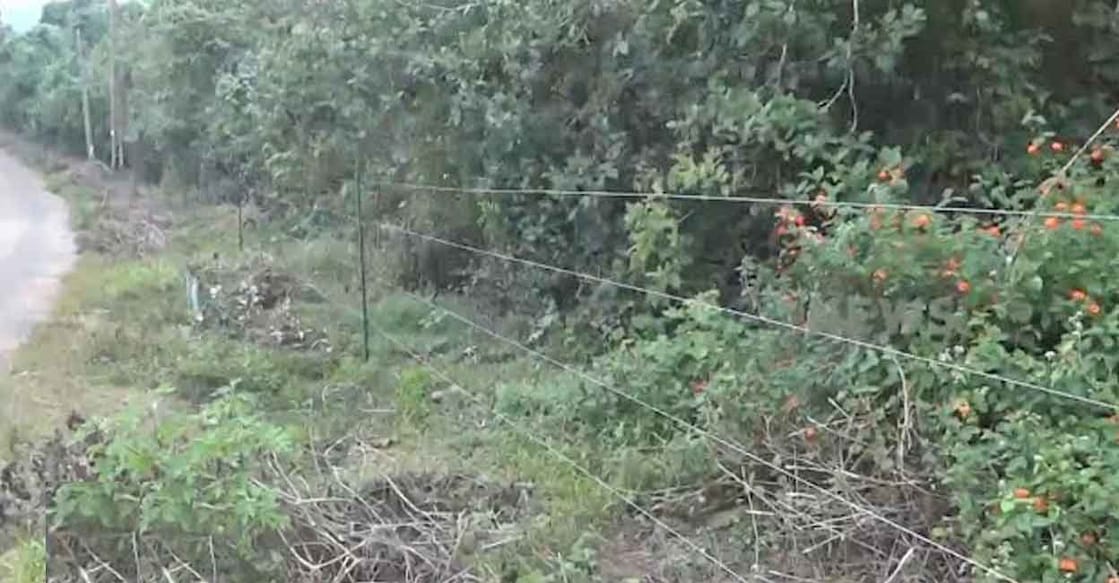 Solar fencing to prevent human-animal conflict. File photo: Manorama News
