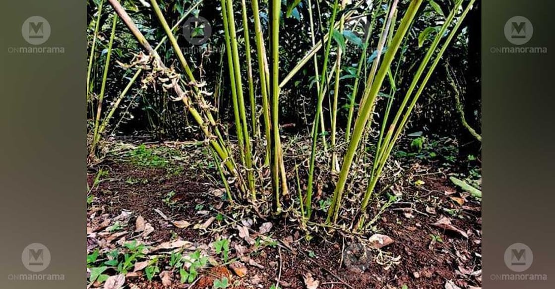 A cardamom plant with sparse capsules, caused by a prolonged dry spell. Photo: Special arrangement
