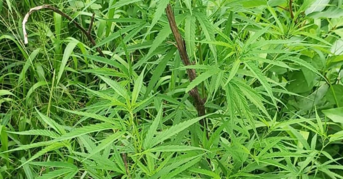 cannabis plant from a private plot near a migrant workers' quarters at Chekkipallam in Periya. Photo: Special Arrangement