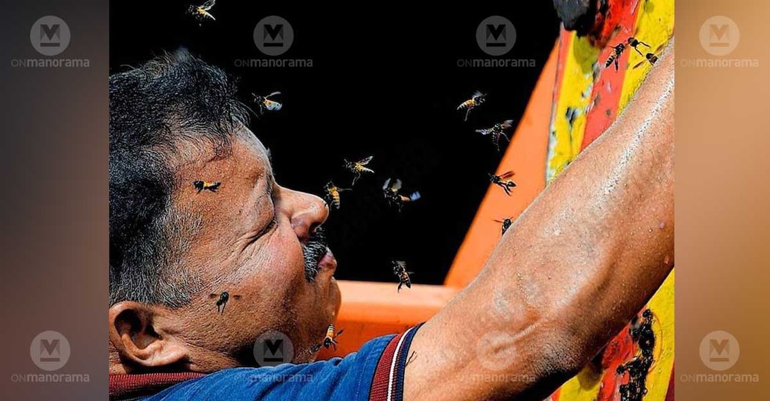 Joshi George removing a beehive. Photo: Special arrangement