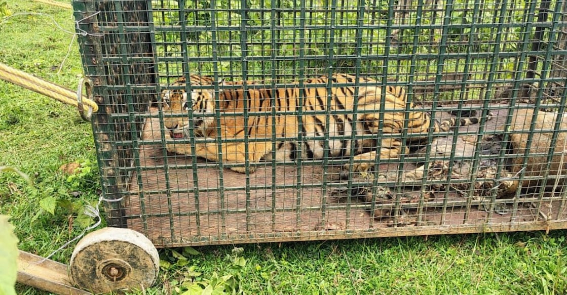 The captured tigress. Photo: Special arrangement