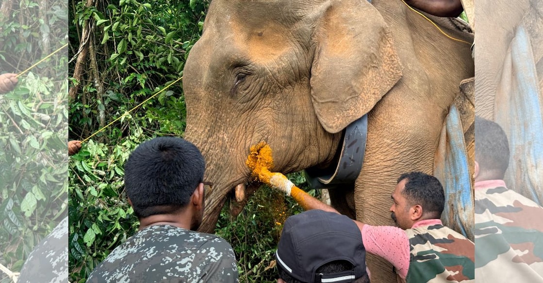 The injured elephant being treated by the by the Forest department. Photo: Special arrangement