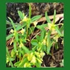 New balsam species discovered, named after St Berchaman's College and Kerala's revered botany professors