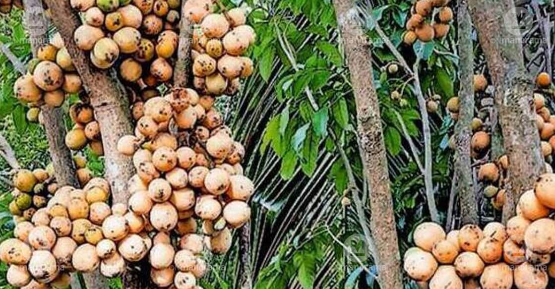 Dukong fruits growing in abundance at the residence of Falcon Moidutty in Perumbilavu. Photo: Special arrangement