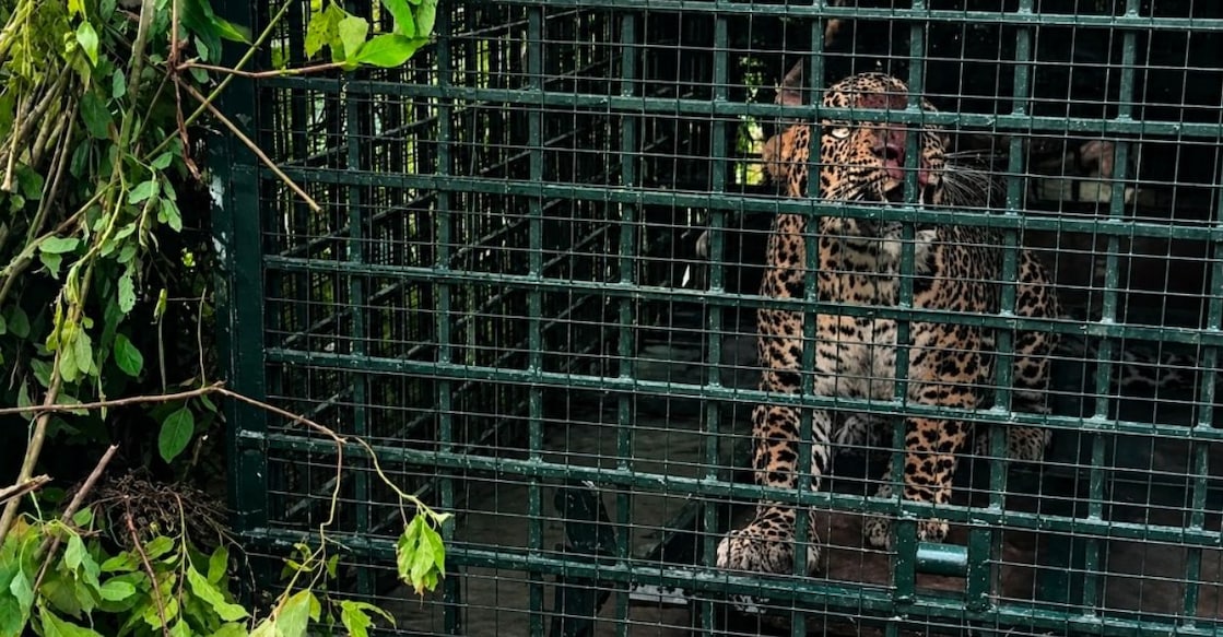 leopard-cage-idukki