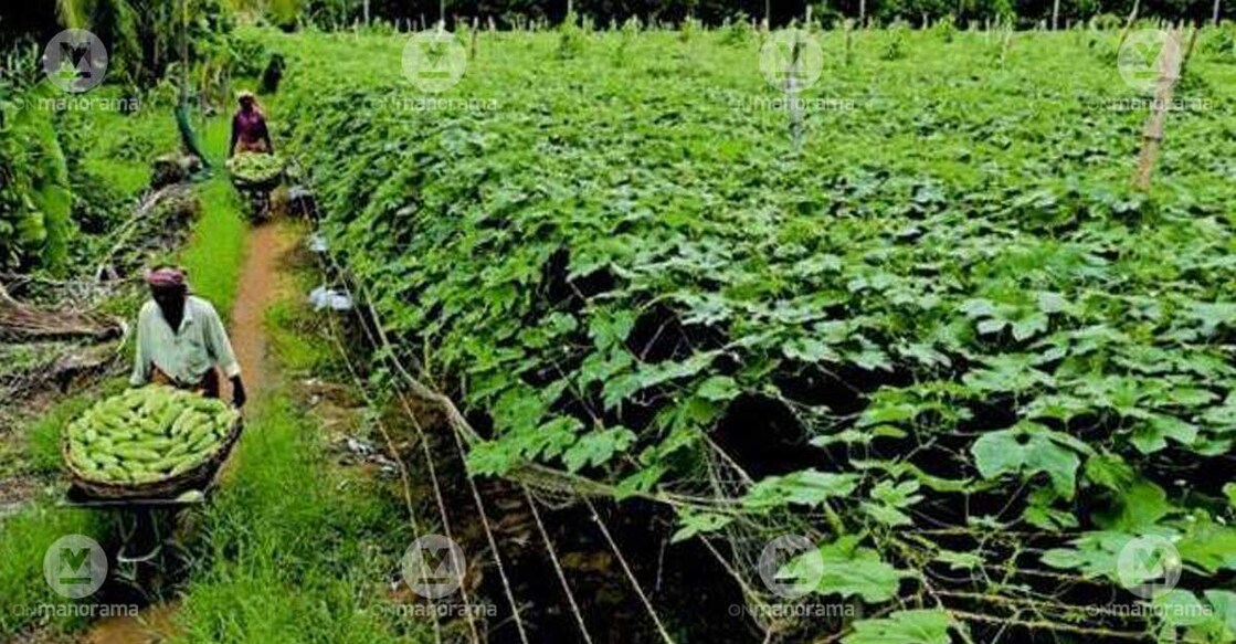 vegetable