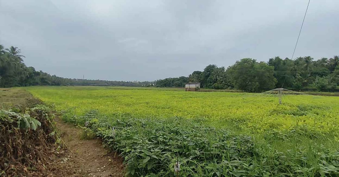 Pilot intercropping project implemented in the Mundur and Peramangalam Kole regions of Thrissur. Photo: Special arrangement