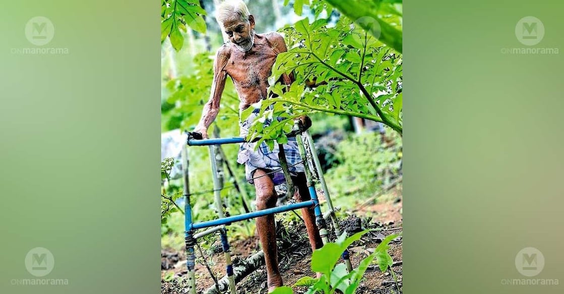 Narayanan Nair moves through his farmland with the support of a walker. Photo: Special arrangement