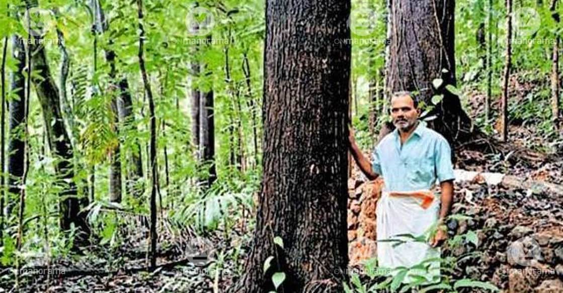 Kavuparambil Sebastian standing near the trees on his farm. Photo: Special arrangement