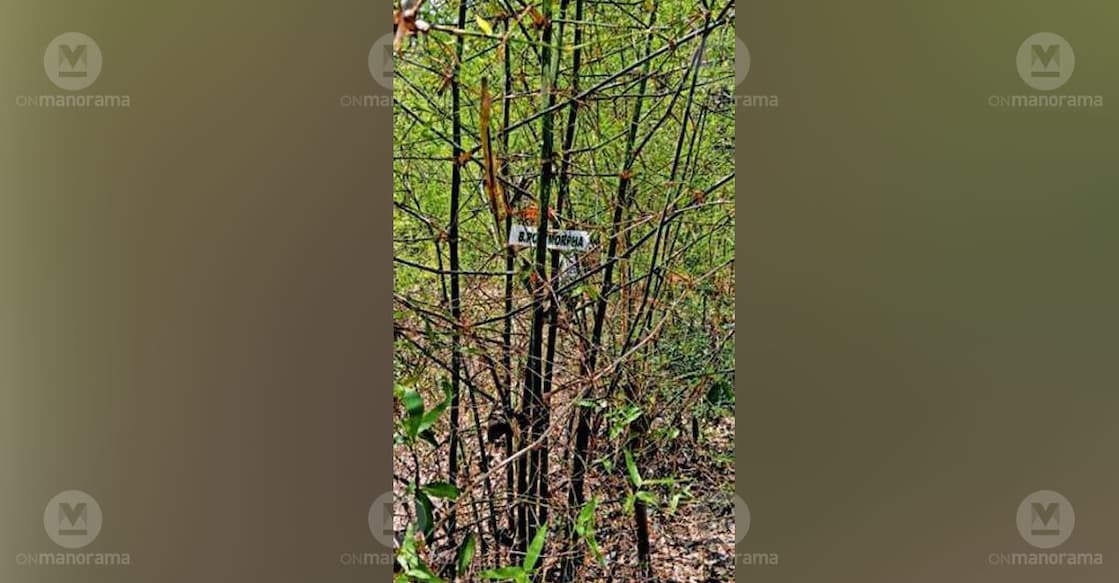 A section of the bamboo grove planted along the riverbank within the limits of Payam Grama Panchayat. Photo: Special arrangement