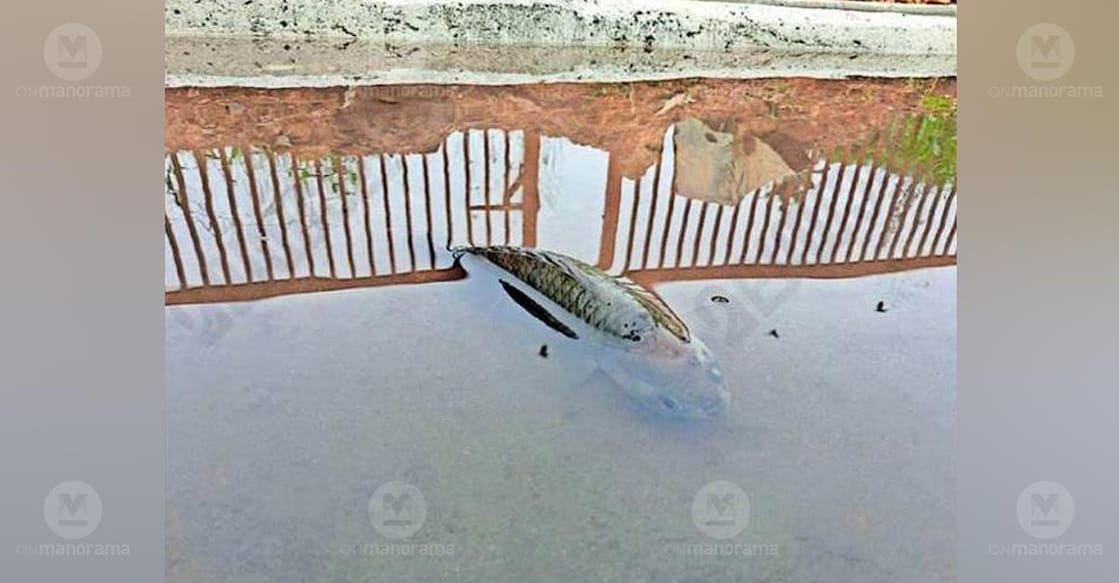 fish-wm-c