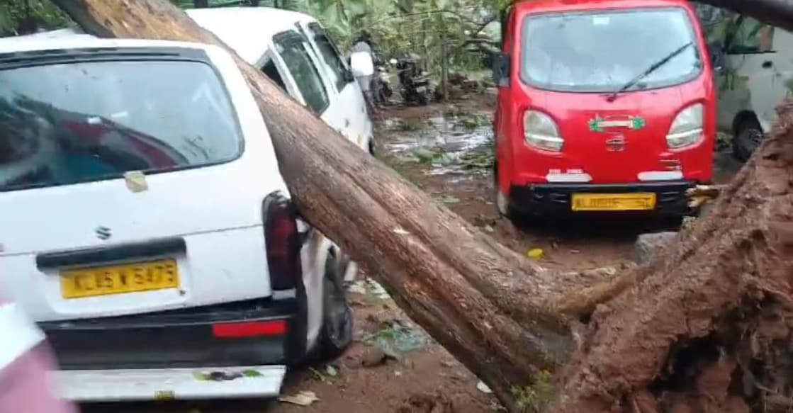 A visual of an uprooted tree which fell onto the roof of a car. Photo: Special Arrangement