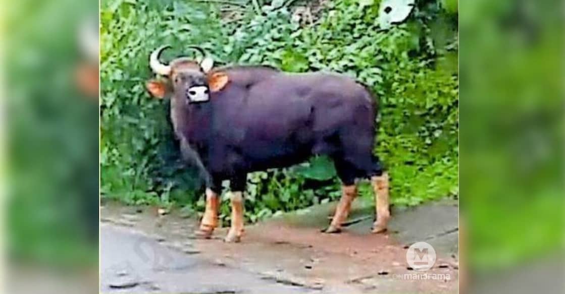 The injured wild gaur spotted at Kolayad Chola. Photo: Special Arrangement