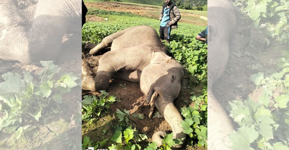 The carcass of the wild elephant calf. Photo: Special arrangement