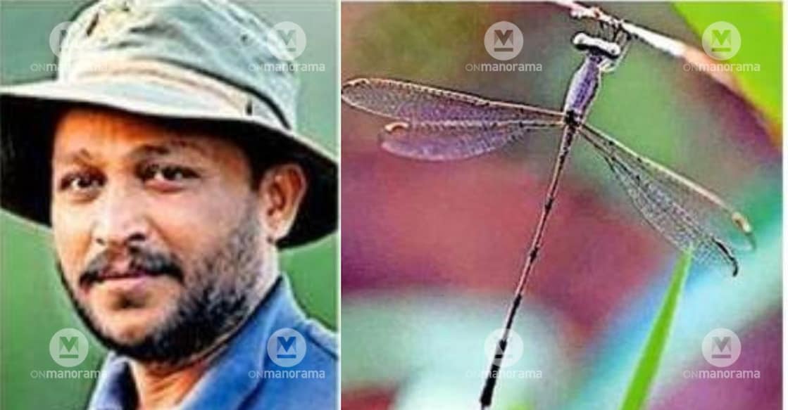 1.Vinayan Nair
2.Lestes Paloti, the newly discovered spreadwing damselfly. Photo: Special Arrangement