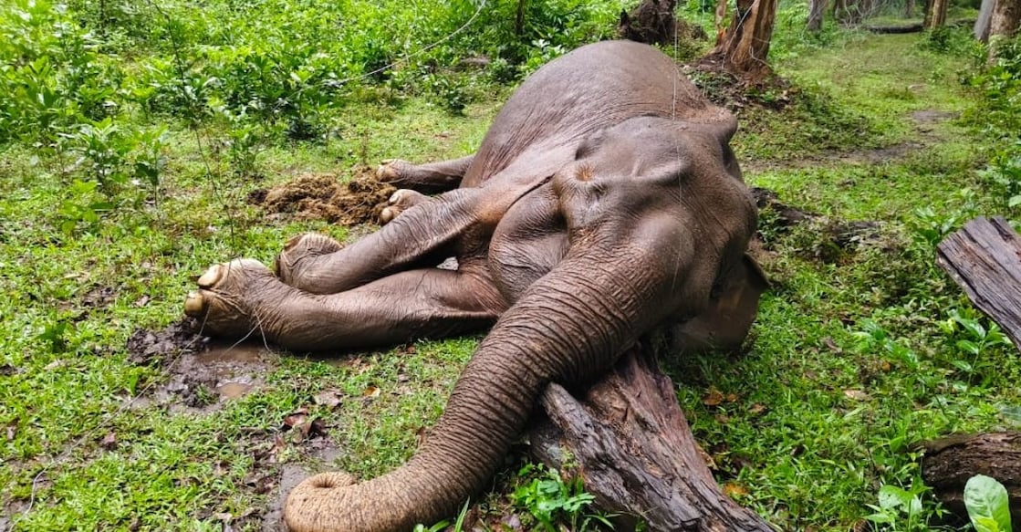 Lakshmi, the gentle wild elephant, died in the early hours of Thursday. Photo: Special arrangement