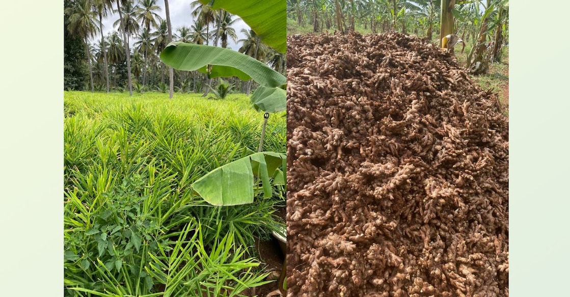 Ginger production