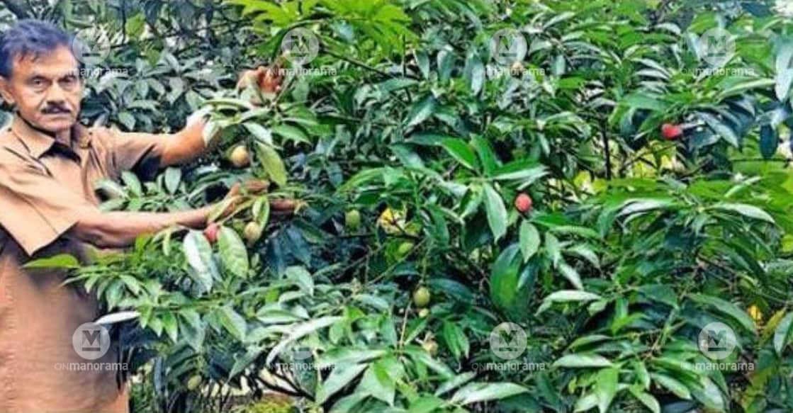 Mahkota Dewa fruits on the plant grown in farmer U. Madhavan Nair’s backyard at Kalicharvattam in Attenganam. Image: Special Arrangement