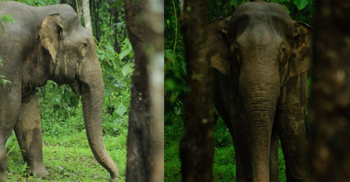 A combination image showing the elephant KM1. Photo: Kerala Forest Department