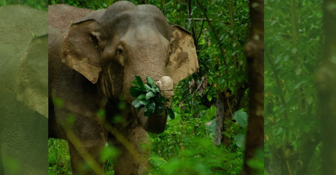 The elephant named KM1. Photo: Kerala Forest Department