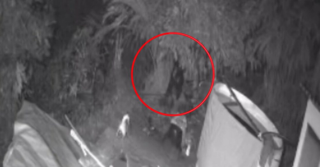 A screengrab of the bear (inside the circle) spotted at Chottupara. Photo: Special arrangement