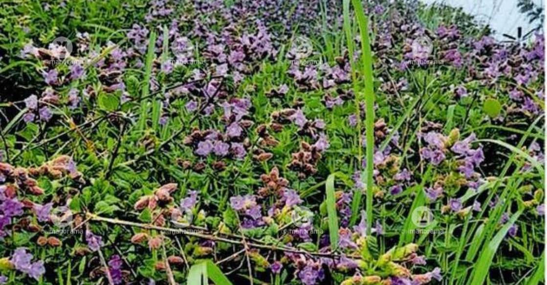 Neelakurinji in full bloom on the Pandiyar Hills. Photo: Special Arrangement