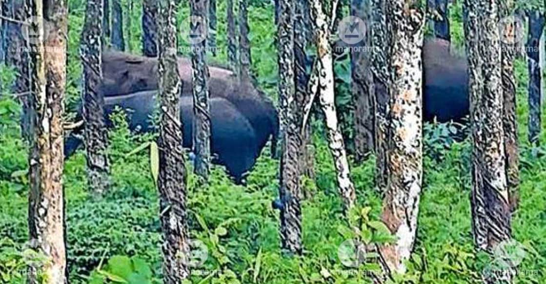The herd of elephants that returned to the forest after crossing the Kallar river and moving through Sankaramangalam Estate on Thursday morning. Photo: Special arrangement