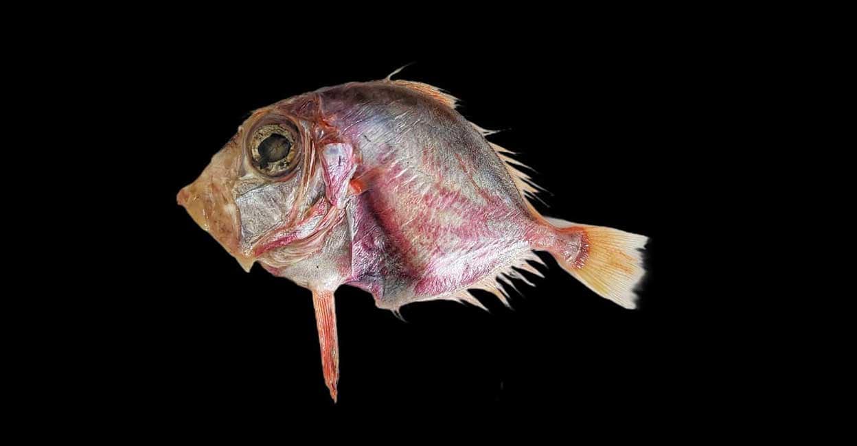 Finding Indian Dory: CMFRI discovers new fish species off Kerala coast