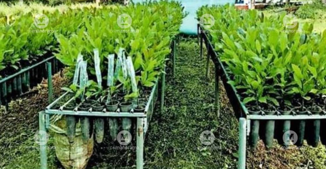 cashew seedlings grown using root trainer technology at a Plantation Corporation of Kerala nursery. Photo: Special Arrangement.