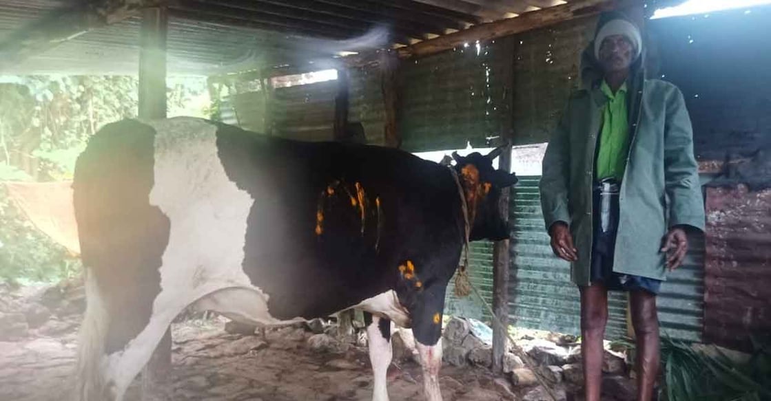Selvam with his cow, injured in the tiger attack at Pamban Mala. Photo: Special arrangement