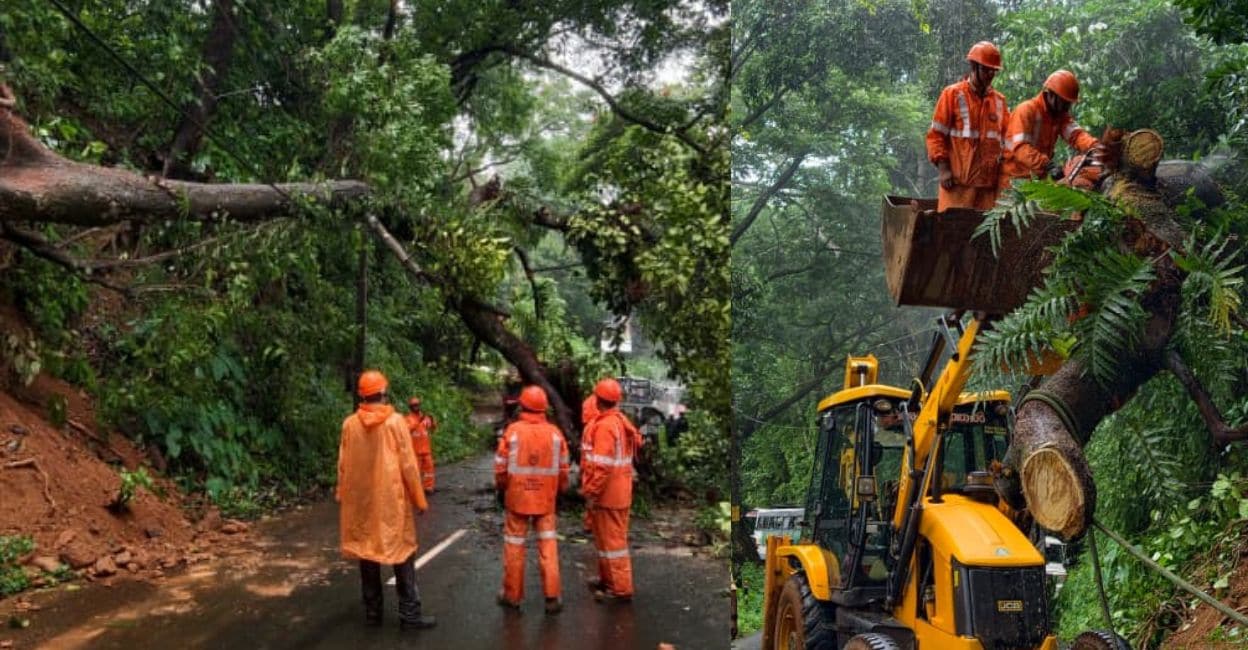 Huge tree falls across Thodupuzha-Puliyanmala highway, disrupts traffic