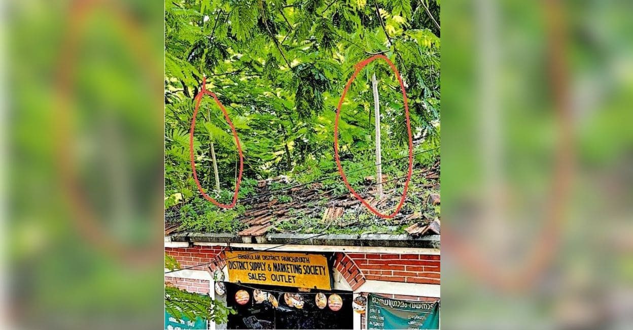The District Supply and Marketing Society showroom's neglected tiled roof, overgrown with shrubs and saplings, is leaking, with plastic sheets used.Kakkanad rural products showroom neglect, District Supply and Marketing Society upkeep issues, Collectorate premises building maintenance, tiled roof damage Kakkanad, overgrown shrubs on showroom roof, tree saplings on tiled roof, Kakkanad showroom customer footfall, rural products sales display problems, managing roof leaks with plastic sheeting, employees plan roof clearing holiday, overhanging tree branches affecting building, neglected government property issues, Kakkanad civic infrastructure concerns, rural goods showroom operational challenges, preserving local product sales venues
