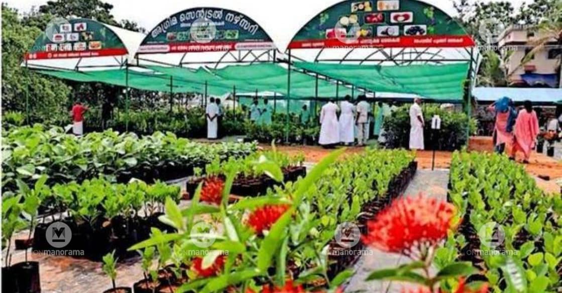 The agricultural nursery run by Pala Santhom Farmer Producer Company under the Pala Diocese Social Welfare Society. Photo: Special Arrangement.
