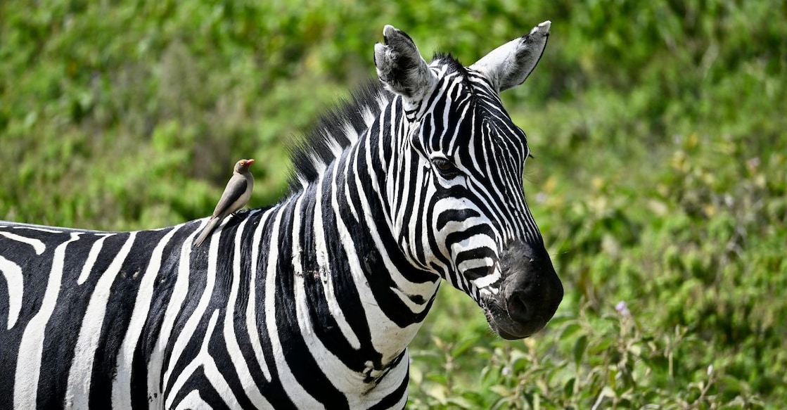 Zebra. Representational image/ Canva. 