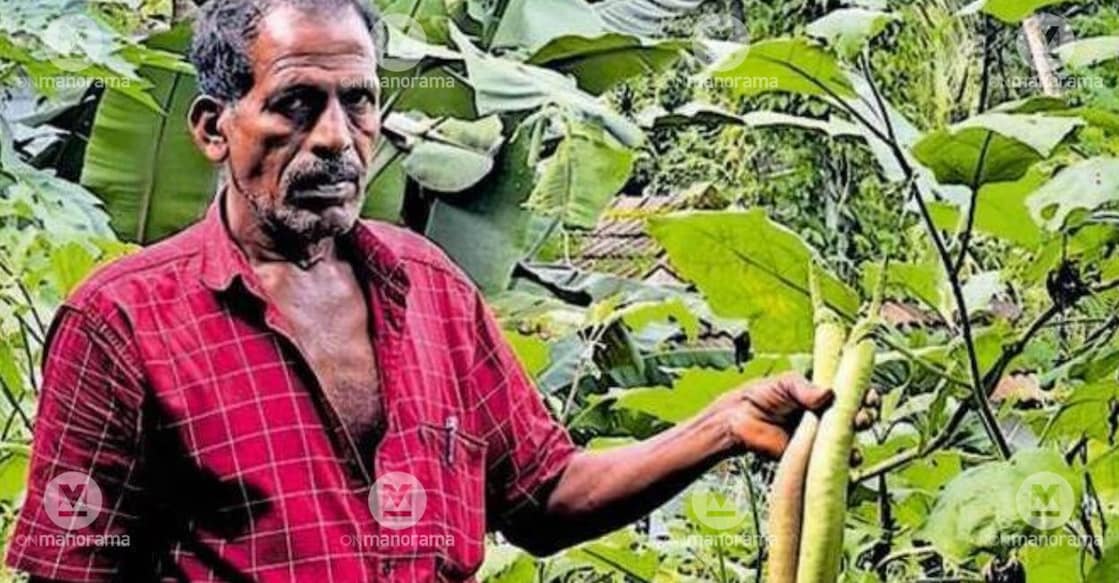 Sasidharan Cholaparambath with the high-yielding brinjal variety he developed. Photo: Special Arrangement.