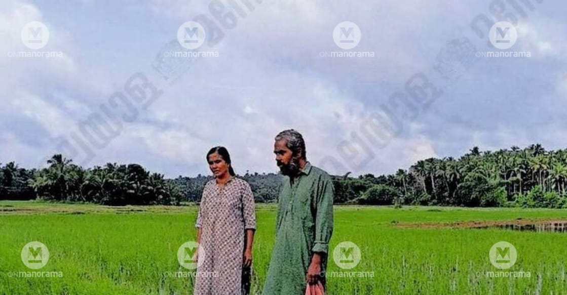 K Sujatha and her husband, K S Rajendran, at their paddy field, where they cultivate traditional rice varieties organically. Image: Special Arrangement.
