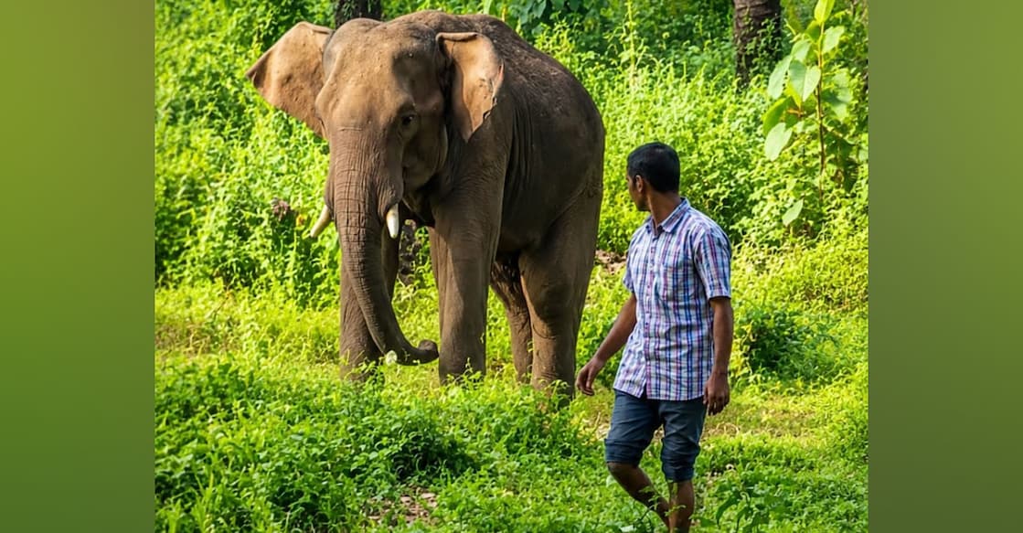 Badran, the elephant and forest watcher Wilson. Photo: Special Arrangement