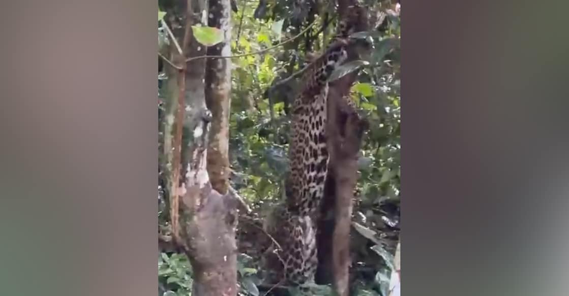 A screengrab showing the leopard that was caught in the snare trap. Photo: Special arrangement