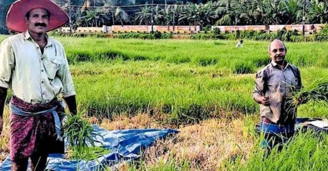 Dairy farmers S Saji Madukkanayil and Aravindakshan Maruthanadiyil, who is also a Manorama newspaper agent, cut grass for their cattle at the Alummoodu paddy fields in Mattakkara. Image: Special Arrangement.