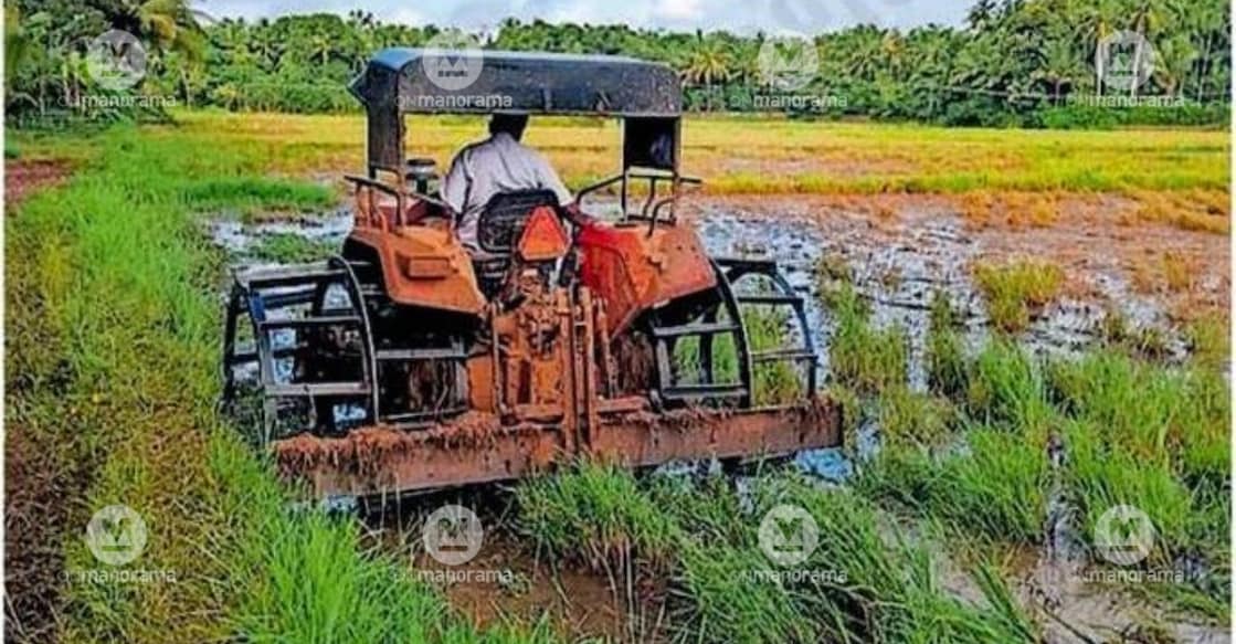 Ploughing under way at the Kadavallur paddy fields as farmers prepare for the Mundakan crop. Photo: Special Arrangement.