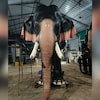 Actor Richa Chadha donates mechanical elephant to Kasaragod temple, to unveil it on Tuesday