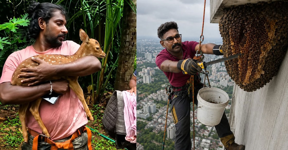 Lijo with a rescued fawn (Left). Lijo removing beehives. Photos: Special Arrangement