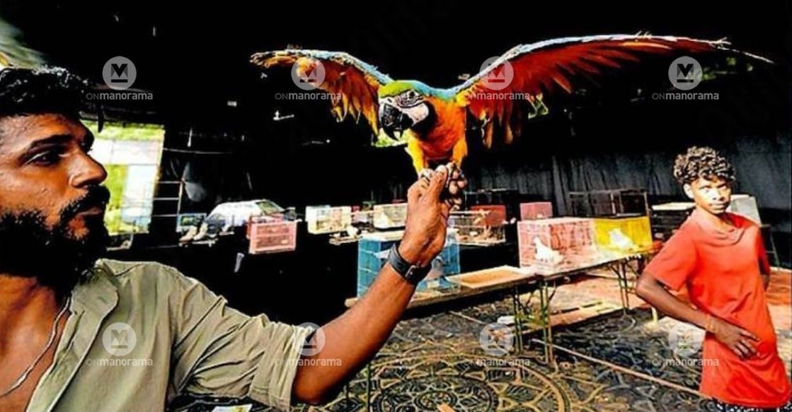 An African ball python, a macaw and an iguana brought to the pet show at the Malayala Manorama Agricultural Fair at Pulimoottil ground in Thodupuzha. Visitors to the fair can also pose for photographs with these animals. Image: Special Arrangement.