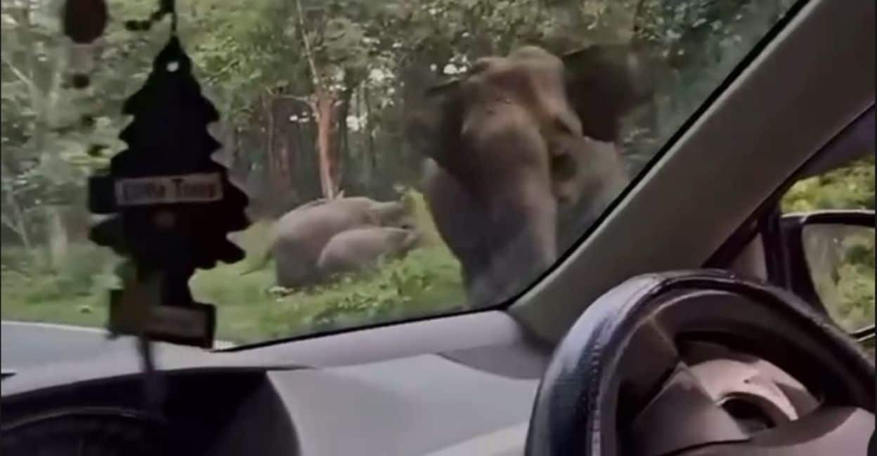 Onam trip turns into nightmare: Narrow escape for family from elephant attack