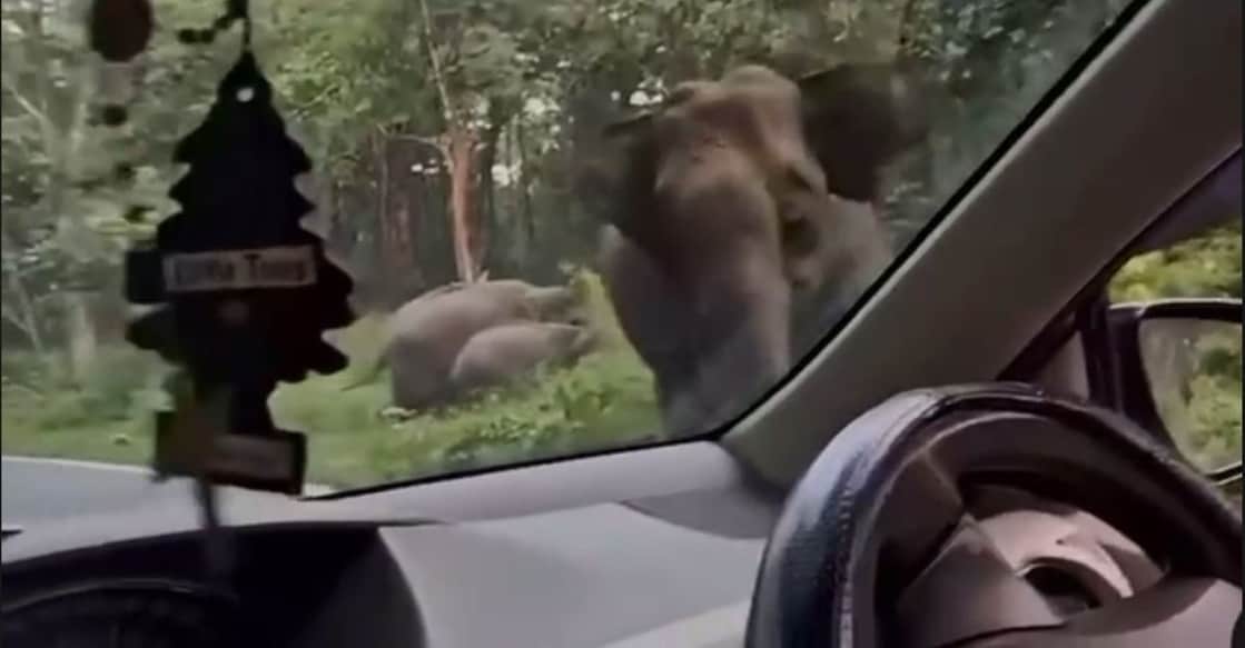 picture - elephat-arrack-screengrab